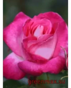 🌹 Trandafir „Gaujard”