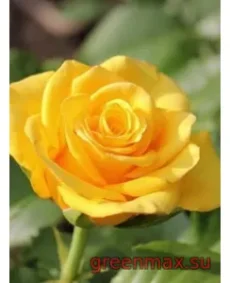 🌹 Trandafir „Kern”