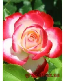 🌹 Trandafir „Blush”