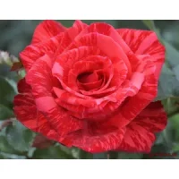 🌹 1. Trandafir „Red Intuition”