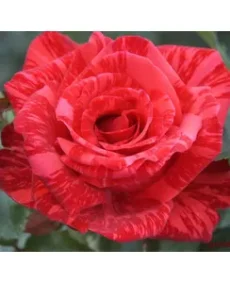 🌹 1. Trandafir „Red Intuition”