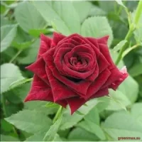 🌹 3. Trandafir „Mister Lincoln”