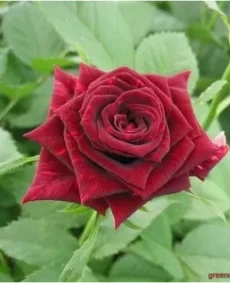 🌹 3. Trandafir „Mister Lincoln”