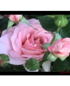 🌹 4. Trandafir „Fuego”