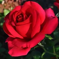 🌹 6. Trandafir „Don Juan”