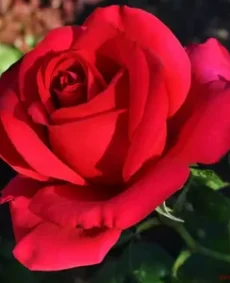 🌹 6. Trandafir „Don Juan”