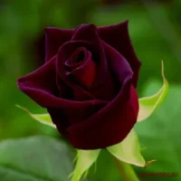 🌹 7. Trandafir „Black Prince”