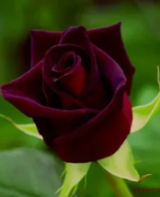 🌹 7. Trandafir „Black Prince”