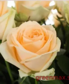 🌹 8. Trandafir „Avalanche Cream”
