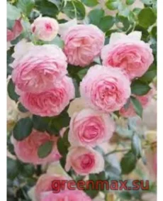 🌹 9. Trandafir „Eden Rose”