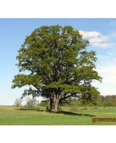 Stejar (Quercus robur)