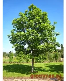3. Frasin (Fraxinus excelsior)