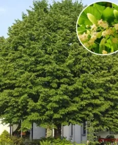 4. Tei (Tilia cordata / Tilia platyphyllos)