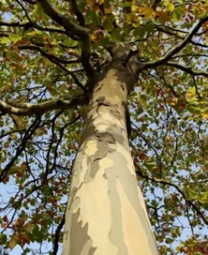 5. Platan (Platanus acerifolia)