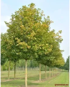 6. Arțar de câmp (Acer campestre)