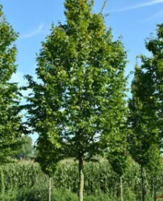 7. Carpen (Carpinus betulus)