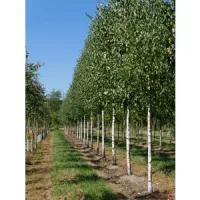 8. Mesteacăn (Betula pendula / Betula pubescens)