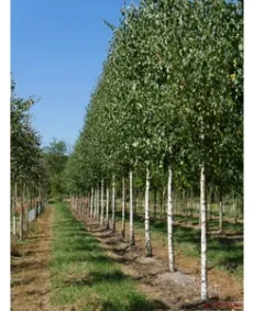 8. Mesteacăn (Betula pendula / Betula pubescens)