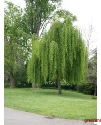 9. Salcie plângătoare (Salix babylonica)