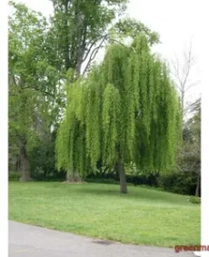 9. Salcie plângătoare (Salix babylonica)