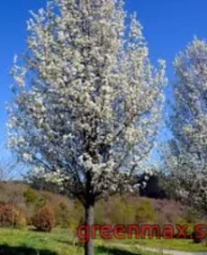11. Păr ornamental (Pyrus calleryana)
