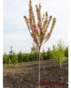12. Cireș ornamental (Prunus serrulata / Prunus cerasifera)