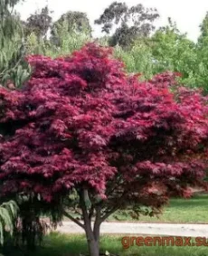 13. Arțar japonez (Acer palmatum)