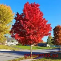 2. Arțar roșu (Acer rubrum)