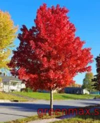 2. Arțar roșu (Acer rubrum)