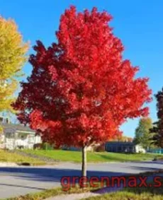 2. Arțar roșu (Acer rubrum)