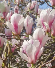 Magnolia soulangeana (Magnolia Soulangeana)