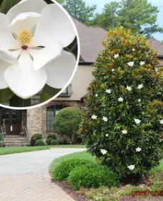 2. Magnolia grandiflora