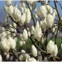 3. Magnolia stellata