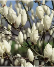 3. Magnolia stellata