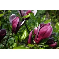 4. Magnolia liliiflora „Nigra”