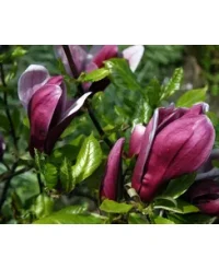 4. Magnolia liliiflora „Nigra”