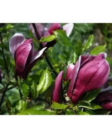 4. Magnolia liliiflora „Nigra”