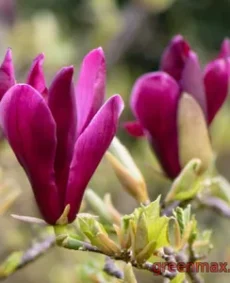 5. Magnolia liliiflora „Leonard Messel”
