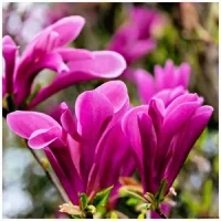 6. Magnolia ‘Susan’