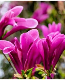 6. Magnolia ‘Susan’