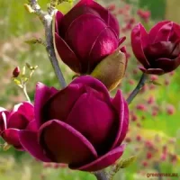 8. Magnolia ‘Black Tulip’