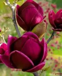 8. Magnolia ‘Black Tulip’