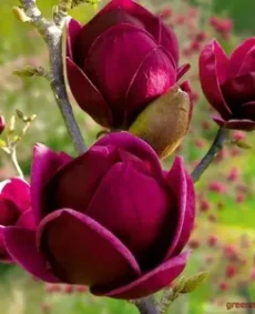 8. Magnolia ‘Black Tulip’