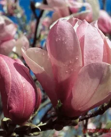 9. Magnolia ‘Pinkie’