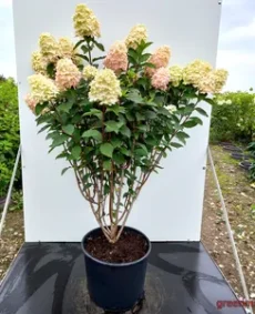 Hortenzia paniculata