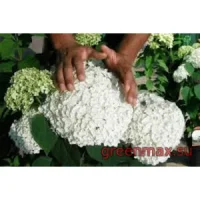 Hortensia albă