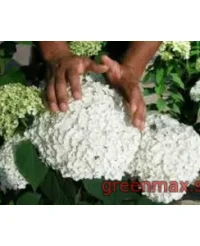 Hortensia albă