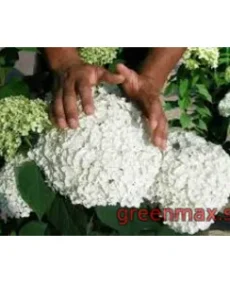 Hortensia albă