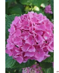 Hortensia roz