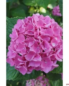 Hortensia roz